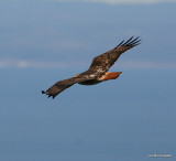 Red-tailed hawk - Buse  queue rousse-6.jpg