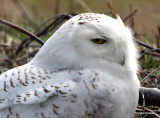 Snowy Owl / Harfang des neiges