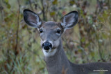 Chevreuil Cerf de Virgine Whitetail deer-59.JPG