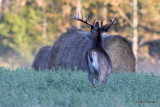 Whitetail deer Chevreuil Cerf de Virginie-19.JPG