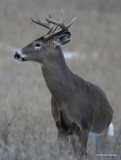Chevreuil Cerf de Virgine Whitetail deer-145.JPG