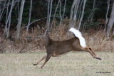 Whitetail deer Chevreuil Cerf de Virginie-42.JPG