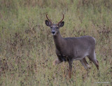 Chevreuil Cerf de Virgine Whitetail deer-49.JPG