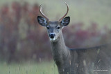 Chevreuil Cerf de Virgine Whitetail deer-56.JPG