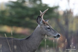 Chevreuil Cerf de Virgine Whitetail deer-57.JPG