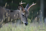 Chevreuil Cerf de Virgine Whitetail deer-58.JPG
