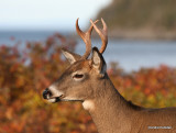 Chevreuil Cerf de Virgine Whitetail deer-77.JPG