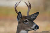 Chevreuil Cerf de Virgine Whitetail deer-74.JPG