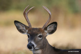 Chevreuil Cerf de Virgine Whitetail deer-75.JPG