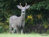 Chevreuil Cerf de Virgine Whitetail deer-55.JPG