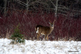 Chevreuil Cerf de Virgine Whitetail deer-1.jpg