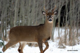 Chevreuil Cerf de Virgine Whitetail deer-3.jpg