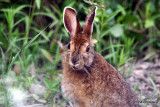Snowshoe Hare / Livre dAmrique