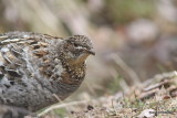 Ruffed grouse / Glinotte huppe