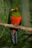 Golden-headed Quetzal