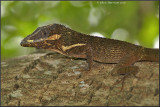 <i>Anolis equestris</i><br>Knight Anole