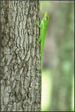 <i>Anolis equestris</i><br>Knight Anole