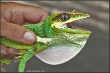 <i>Anolis equestris</i><br>Knight Anole