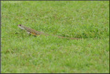 <i>Leiolepis belli</i></br>Butterfly Lizard