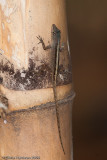 <i>Anolis sericeus</i><br>Silky Anole