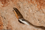 <i>Conophis lineatus</i><br>Road Guarder