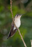 Wedge-tailed Sabrewing<br>female