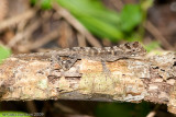 <i>Anolis lemurinus</i><br>Ghost Anole