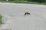 <b>Central American Agouti</b><br><i>Dasyprocta punctata</i><br>Calakmul Biosphere Reserve