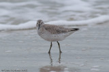 Red Knot<br>Padre Island National Seashore