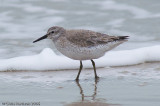 Red Knot<br>Padre Island National Seashore