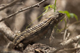 <i>Sceloporus olivaceus</i><br>Texas Spiny Lizard