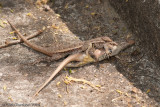 <i>Sceloporus variabilis</i><br>Texas Rose-bellied Lizard<br>fighting males