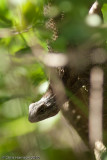 <i>Sceloporus olivaceus</i><br>Texas Spiny Lizard