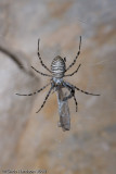 <i>Argiope trifasciata</i><br>Banded Garden Spider