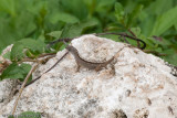 <i>Anolis sericeus</i><br>Silky Anole