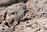 Rufous-crowned Sparrow<br>South Llano River SP