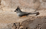 Black-crested Titmouse