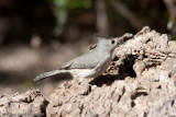 Black-crested Titmouse