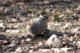 White-crowned Sparrow<br>South Llano River SP