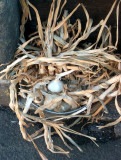 Basket of Garlic, Salers 2005