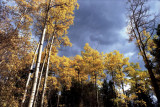 Orange Aspens