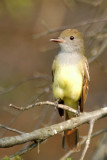 Crested Flycathcher