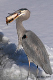 Great Blue Heron eating fish