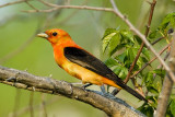 360-17 Scarlet tanager