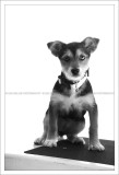 Adoption Day in Greenwich