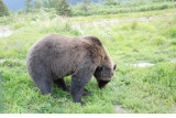 Grizzly 09.jpg