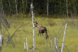 Moose 08.jpg