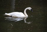 Swan 01.jpg