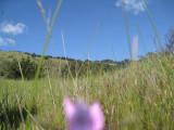 meadow, pink flower,sky, and Mountain
