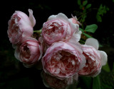 From a friends garden, a very beautiful rose !